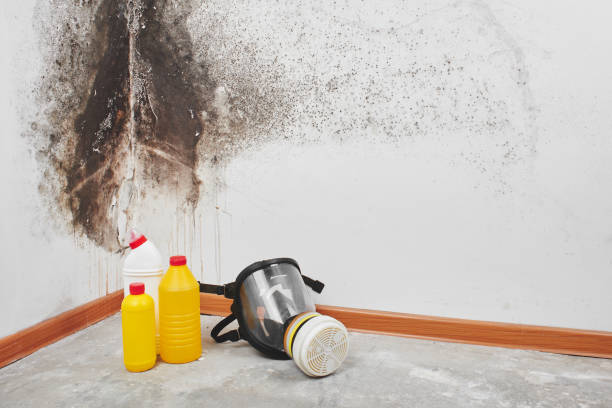 Best Mold Damage Repair  in Satellite Beach, FL